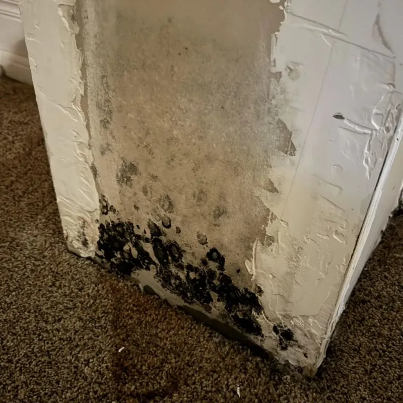 Professional Mold Removal in Reinholds, PA